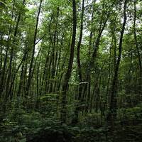 Gisoom Forests 